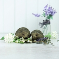 Pair of Hedgehogs